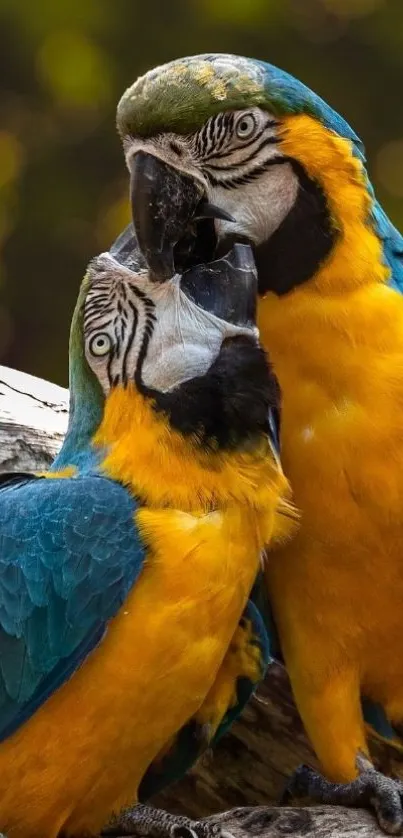 Intimate moment between two vibrant parrots perched on a branch in nature.