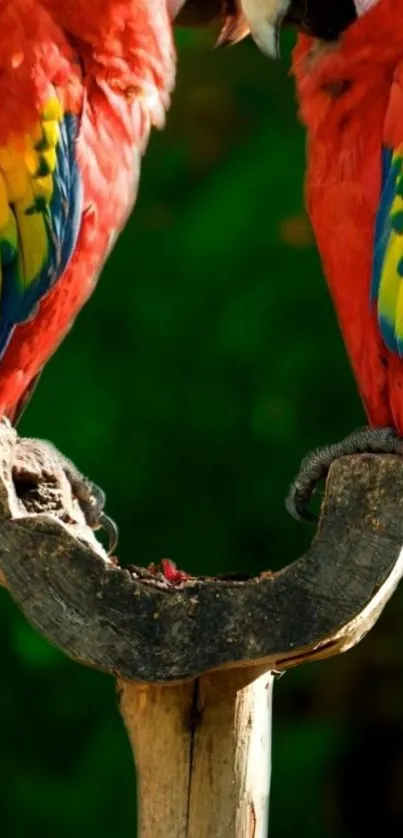 Vibrant parrots on branch with green background.