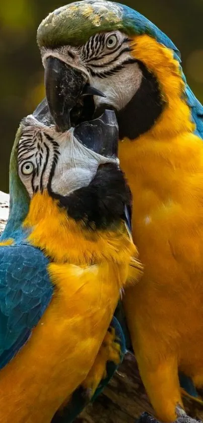 A vibrant yellow and blue macaw duo perched on a branch.