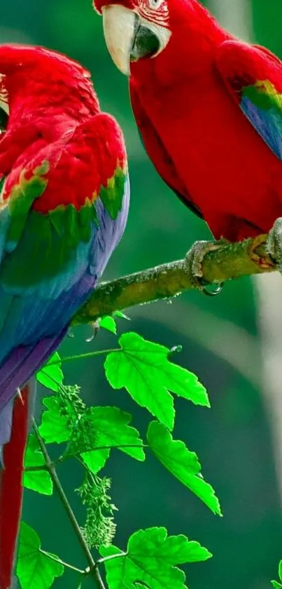 Two vibrant red parrots perched on a branch with greenery in the background.