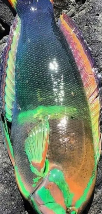 Vibrant parrot fish resting on dark rocks.