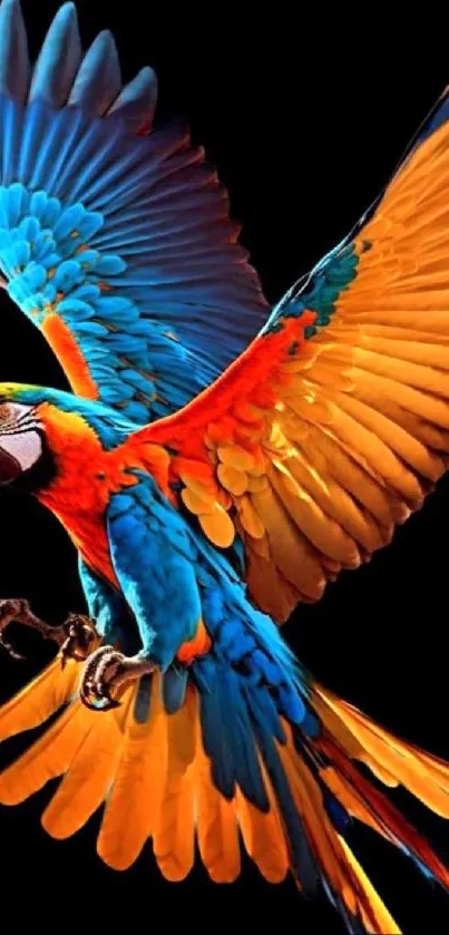 Bright parrot with orange and blue feathers on black background.