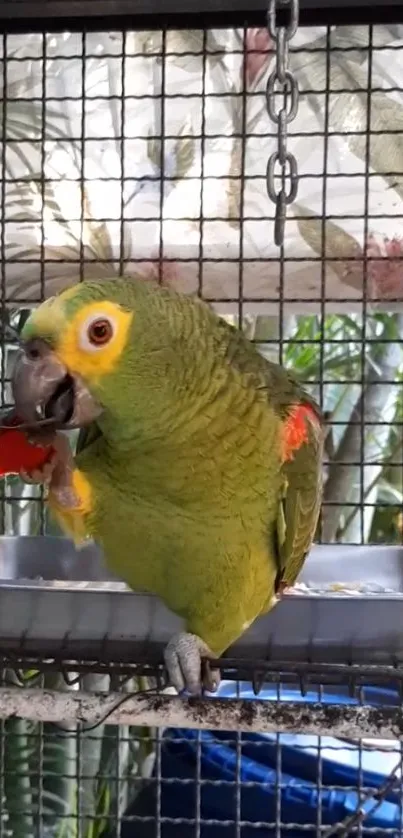 A vibrant green parrot in a cage enjoying a snack.