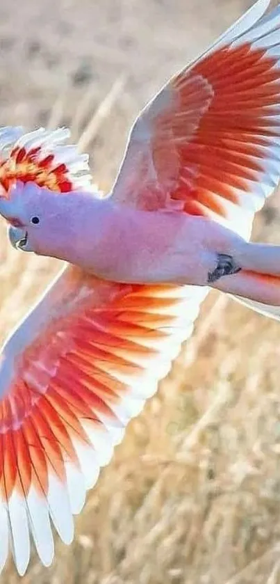 Pink and orange parrot in flight, vibrant mobile wallpaper.