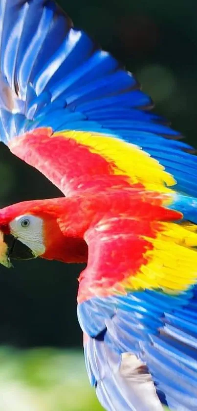 Vibrant parrot in flight with colorful feathers.