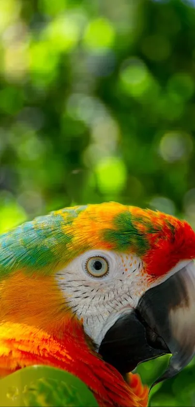 Close-up of colorful parrot with green blurred background, vibrant and exotic.