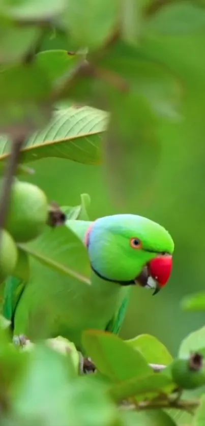 Vibrant parrot perched amidst green foliage.