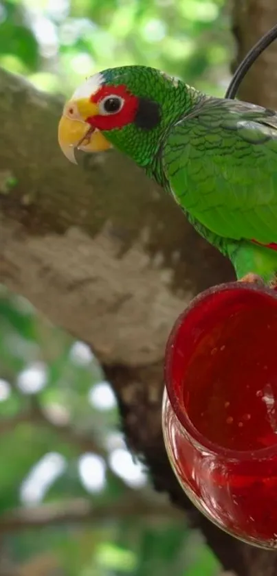 Colorful parrot perched on a branch with red feeder, surrounded by green leaves.