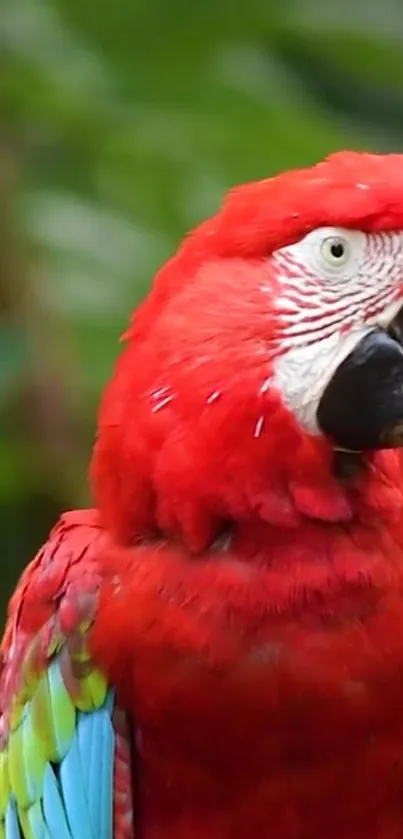 A vibrant red parrot in lush green surroundings.