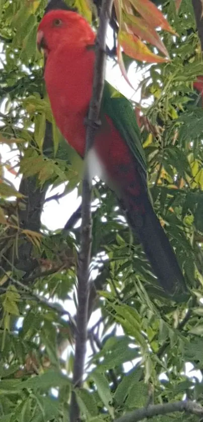 Vibrant red parrot perched in green leaves.