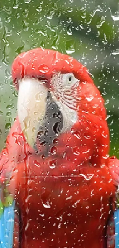 Vibrant red parrot with raindrops on window.