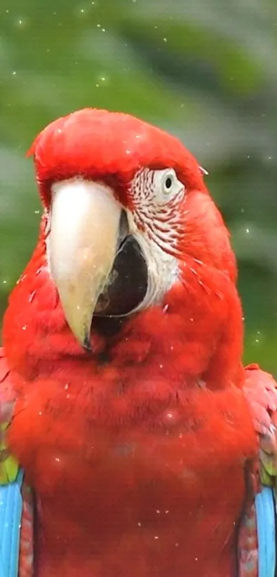 Vibrant red parrot with lush green background on mobile wallpaper.