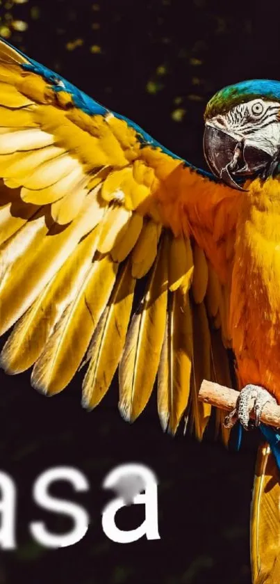 Bright macaw parrot with open wings on a branch.