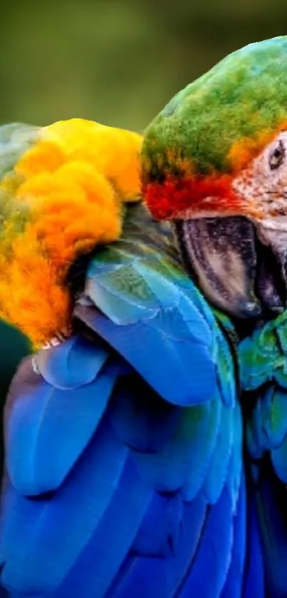 Colorful parrot with vibrant feathers on a green-blue background.