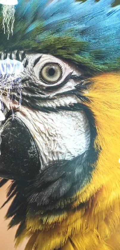 Closeup of a vibrant blue and yellow macaw parrot with a blurred background.