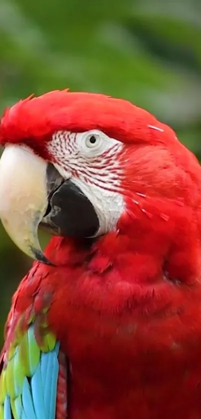 Vibrant red parrot with colorful plumage, set against a green backdrop.