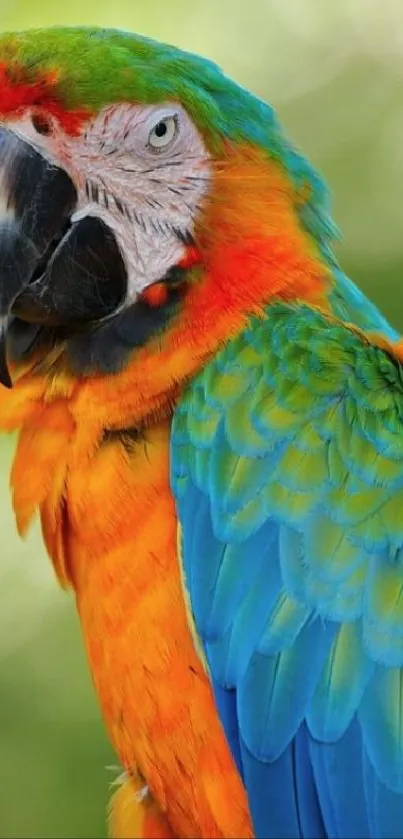 Colorful parrot mobile wallpaper with green background.