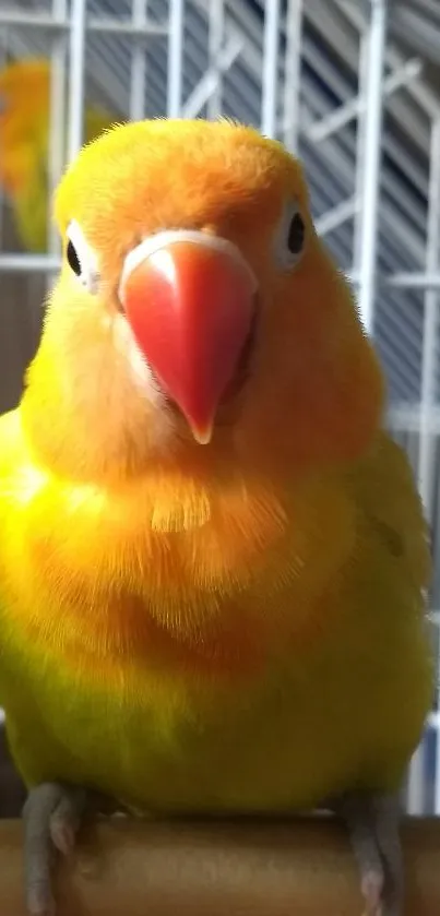 Close-up of a vibrant orange and yellow lovebird in a cage.