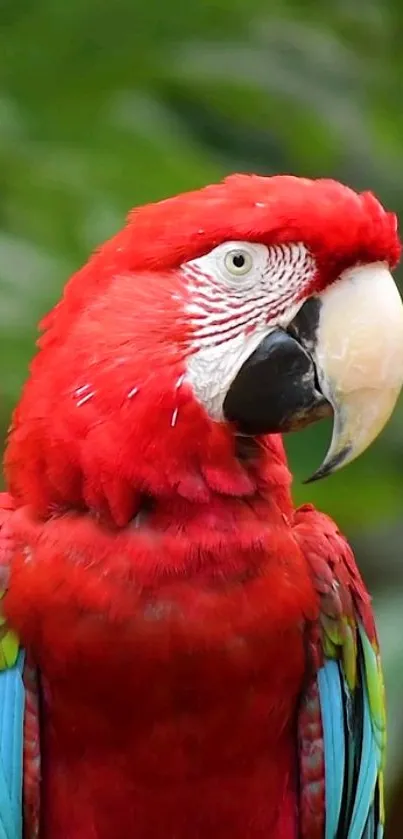 Vibrant red parrot with lush green background.