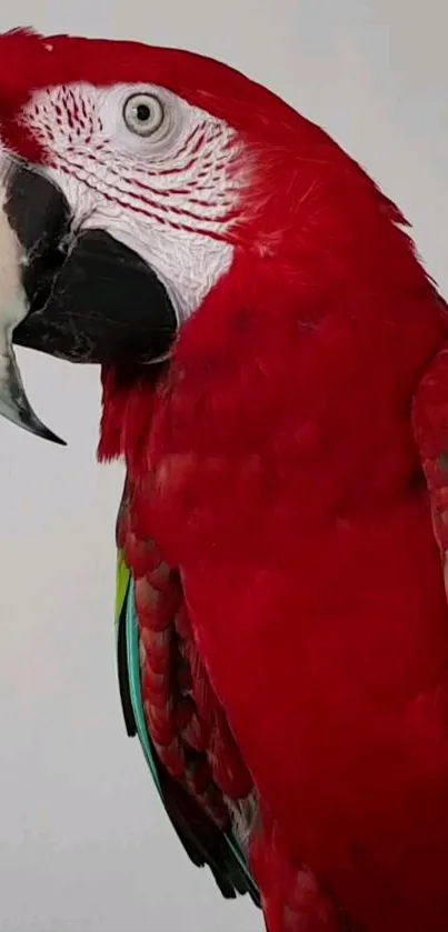 Colorful parrot showcasing vibrant red feathers.