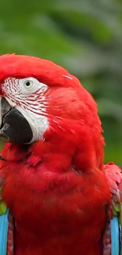 Colorful red parrot with lush green background.