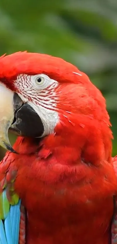 A stunning parrot with vibrant plumage in red, blue, and green tones.