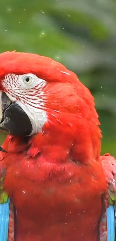 Close-up of a colorful red macaw with green and blue feathers.