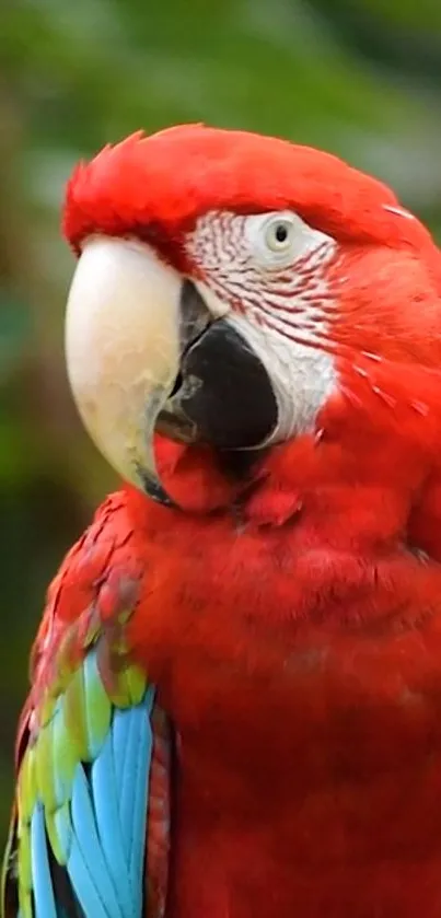 Close-up of a vibrant red parrot with green leaves background.