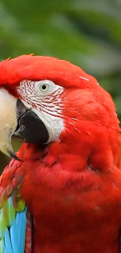 Vibrant parrot with red feathers on a mobile wallpaper.