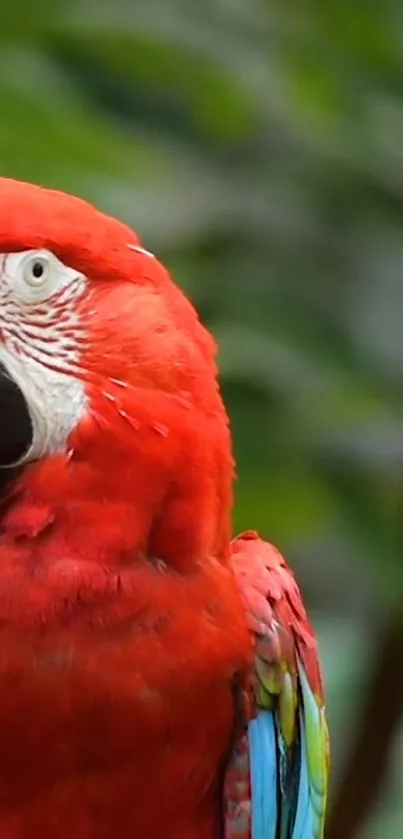 Vibrantly red parrot against a green backdrop.