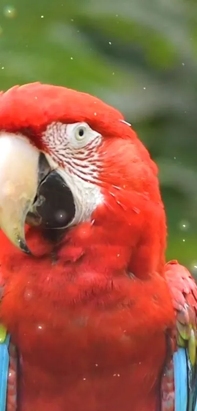 Vibrant red parrot with green background.