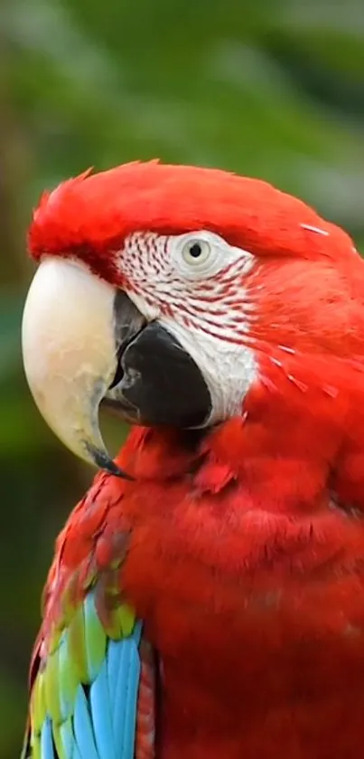 Close-up of a vibrant red parrot with green and blue feathers.