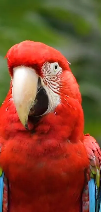 Vibrant red parrot with colorful feathers on a lush green background.