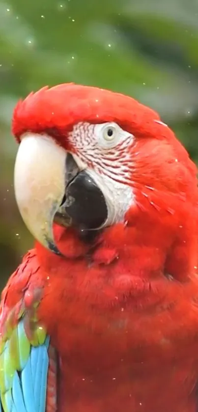 Vibrant red parrot with colorful feathers on a mobile wallpaper.