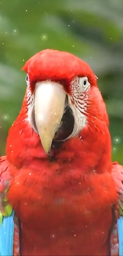 Vibrant red parrot with green background and sparkles.