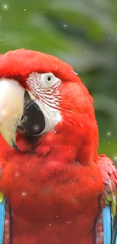 Vibrant red parrot on a blurred green background.