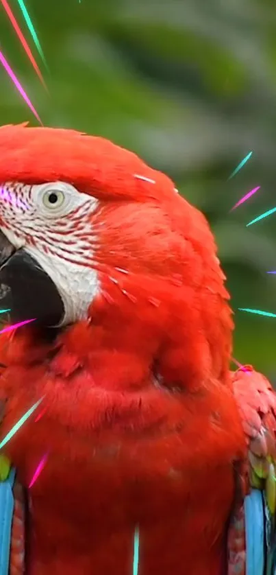 Vibrant red parrot with a colorful background.