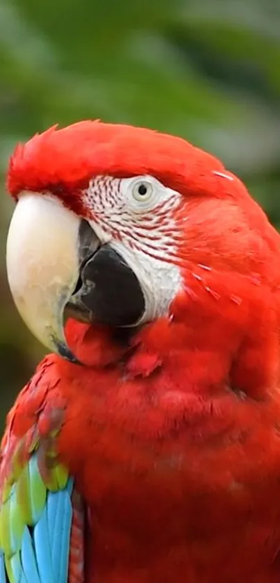 Vibrant red parrot against lush green background.