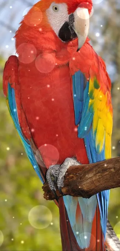 Colorful parrot with vibrant feathers perched on a branch.