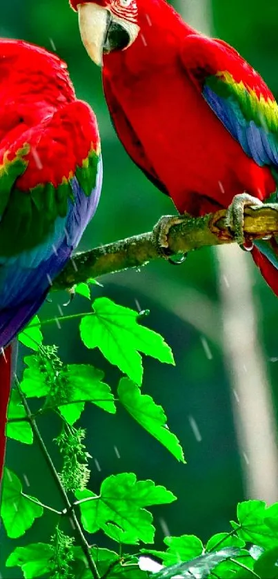 Two vibrant macaws perched on a branch in a lush green forest.