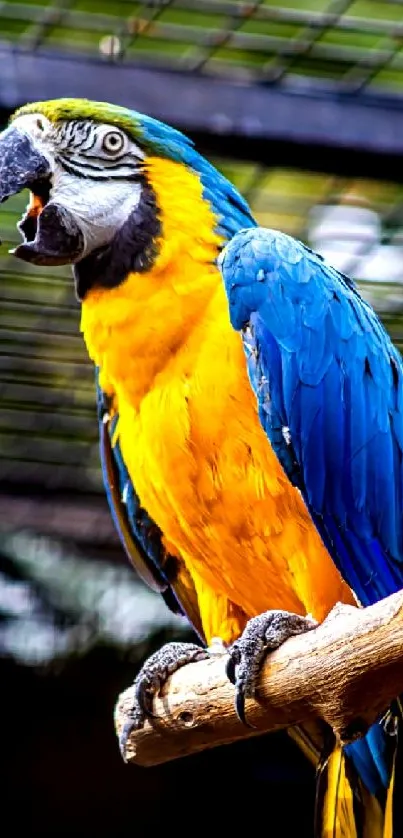 Vibrant macaw parrot perched on a branch.