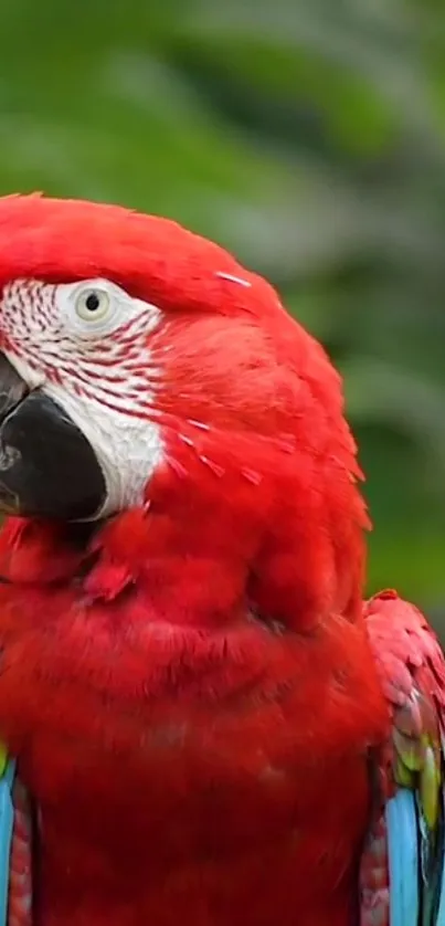 Vibrant red parrot with lush green background mobile wallpaper.