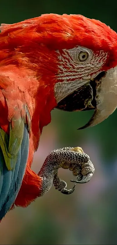 Close-up of a vibrant red parrot in a natural setting.