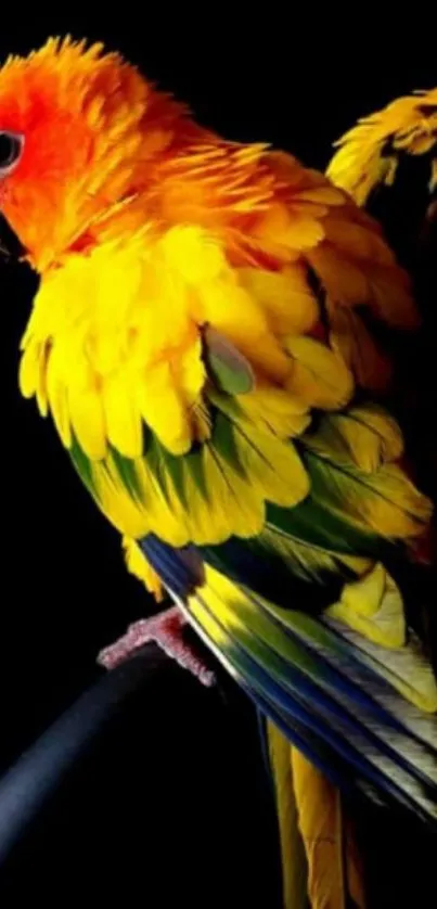 Vibrant parrot with yellow and orange feathers on a dark mobile wallpaper.