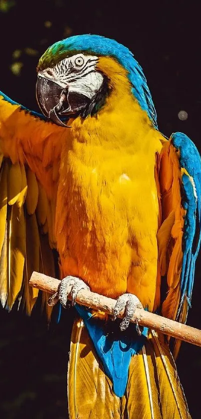 Vibrant blue and yellow parrot with outstretched wings on a branch.