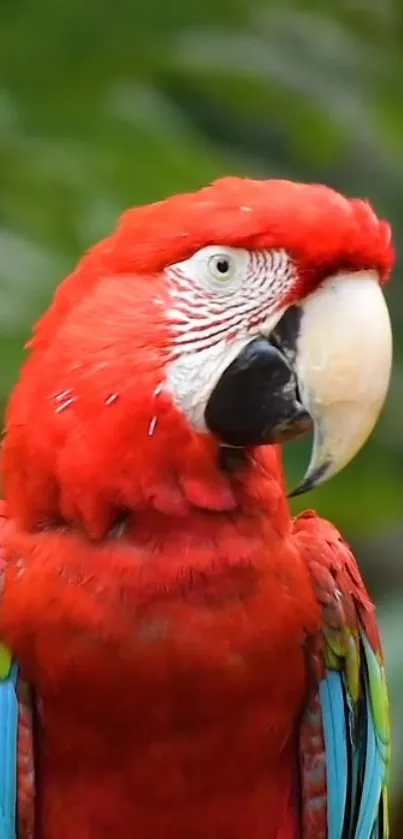 Vibrant red macaw parrot with colorful wings in a natural setting.