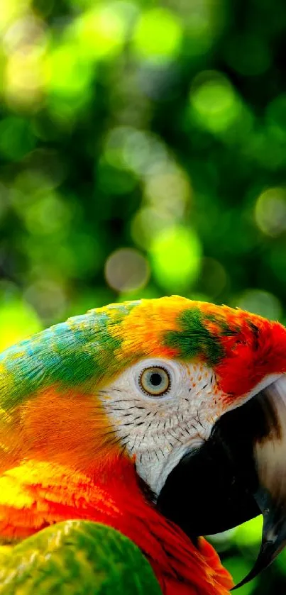 A colorful parrot with a green and blurry background.
