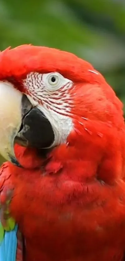 Close-up of vibrant red macaw parrot with green background.