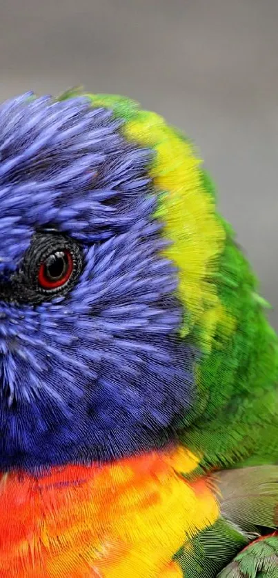 Colorful rainbow lorikeet with vibrant plumage in close-up view.