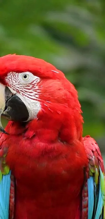 Vibrant red parrot with striking feathers in a lush green setting.